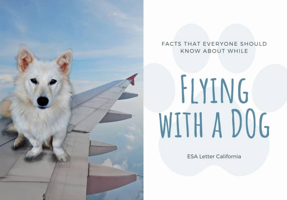 Flying with a Dog Keep these facts in Mind ESA Letter California