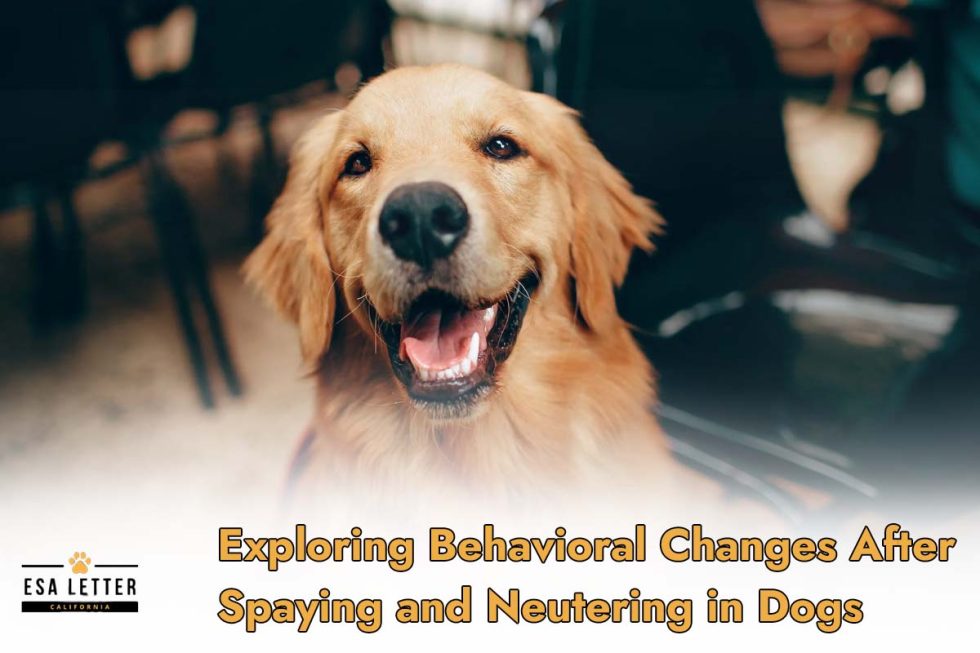 Exploring Behaviour Changes After Spaying and Neutering in Dogs