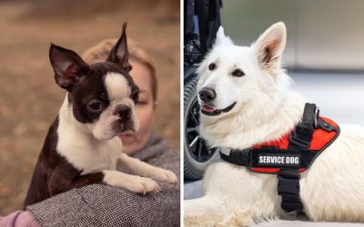Emotional Support Animal vs. Service Animal: What Californians Need to Know